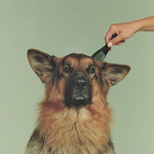 A long-coated dog being brushed out