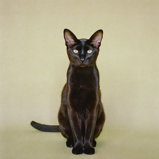 A cat groomed and sitting calmly